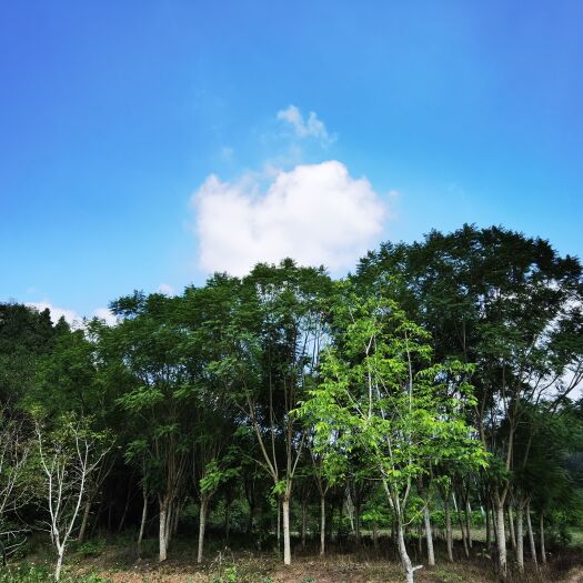 成都25蓝花楹