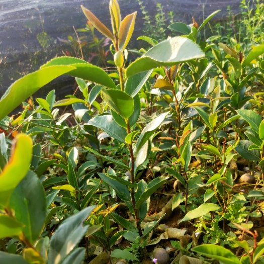 东源县油茶