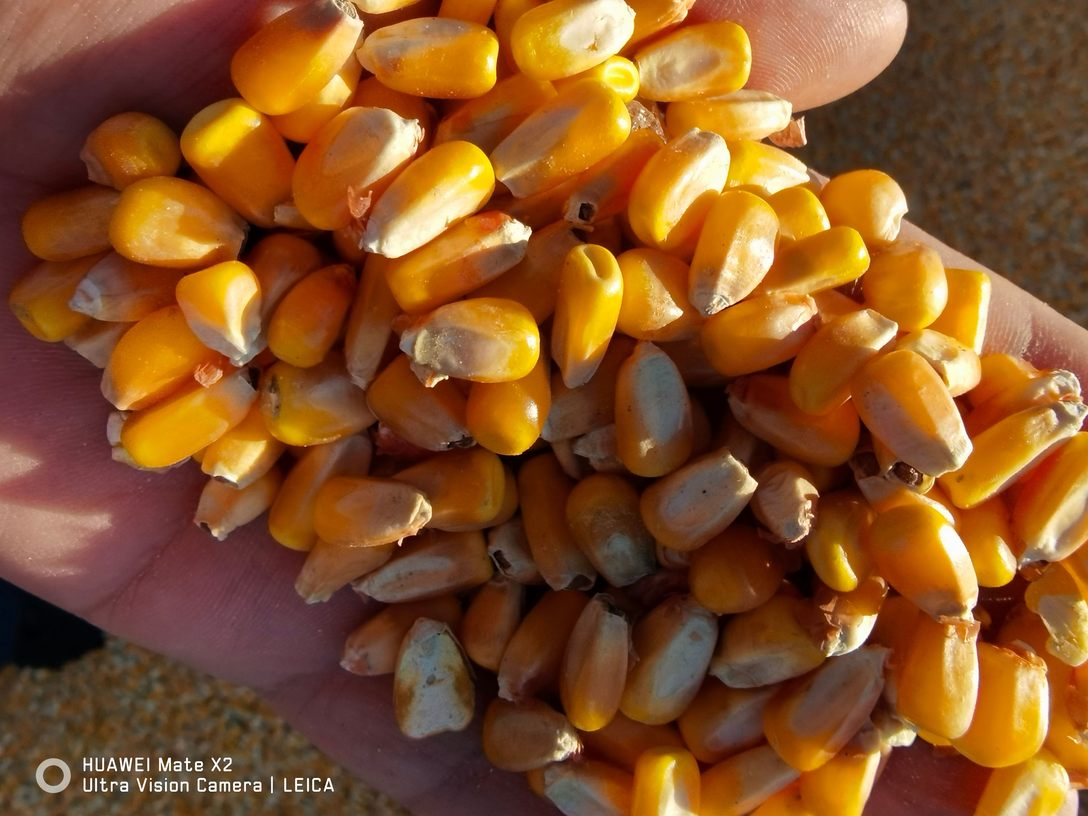 阿鲁科尔沁旗烘干玉米   容重720以上，水份14.5以内