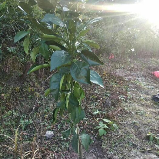 上饶马家柚苗木
