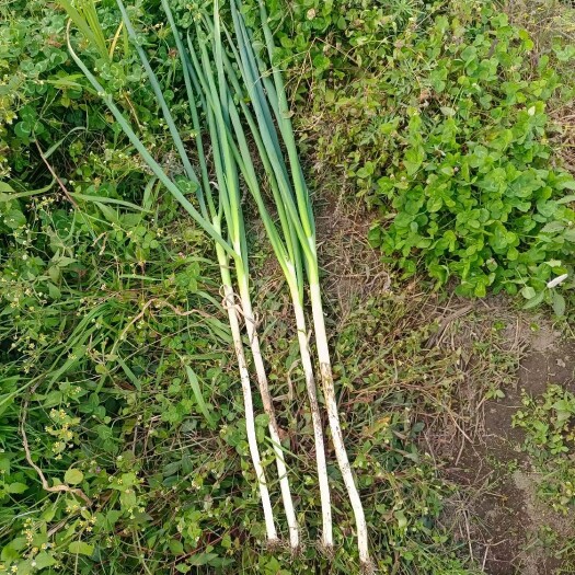 冕宁县凉山州泸沽大葱，一手货