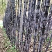 广东翁源基地甘蔗大量上市。大量货源，产地源头，市场/商超直供