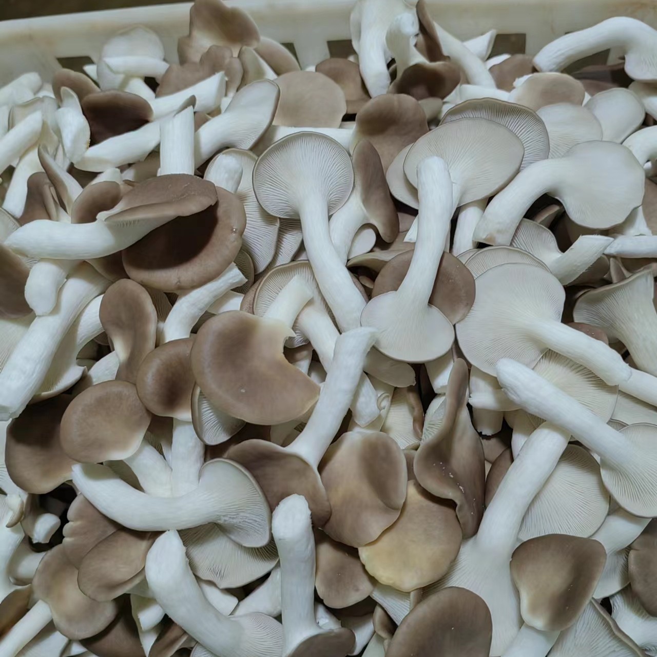 房县湖北恒温大棚产优质秀珍菇，菇朵完整，菇质量好，目前大量上市
