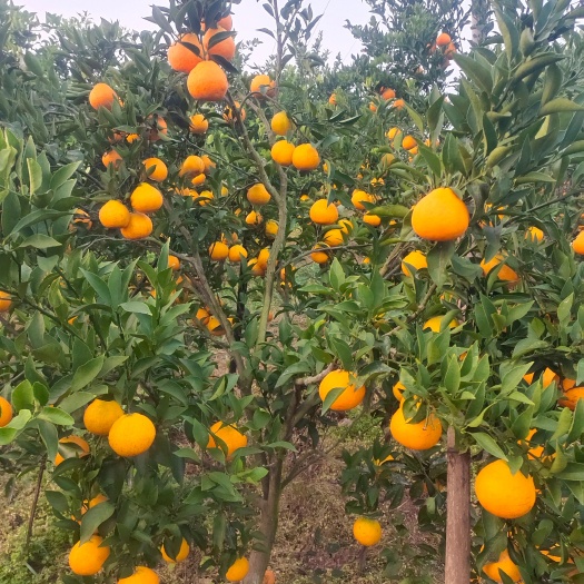 资中县自然成熟耙耙柑大量上市 口感纯甜 产地供应 货源充足