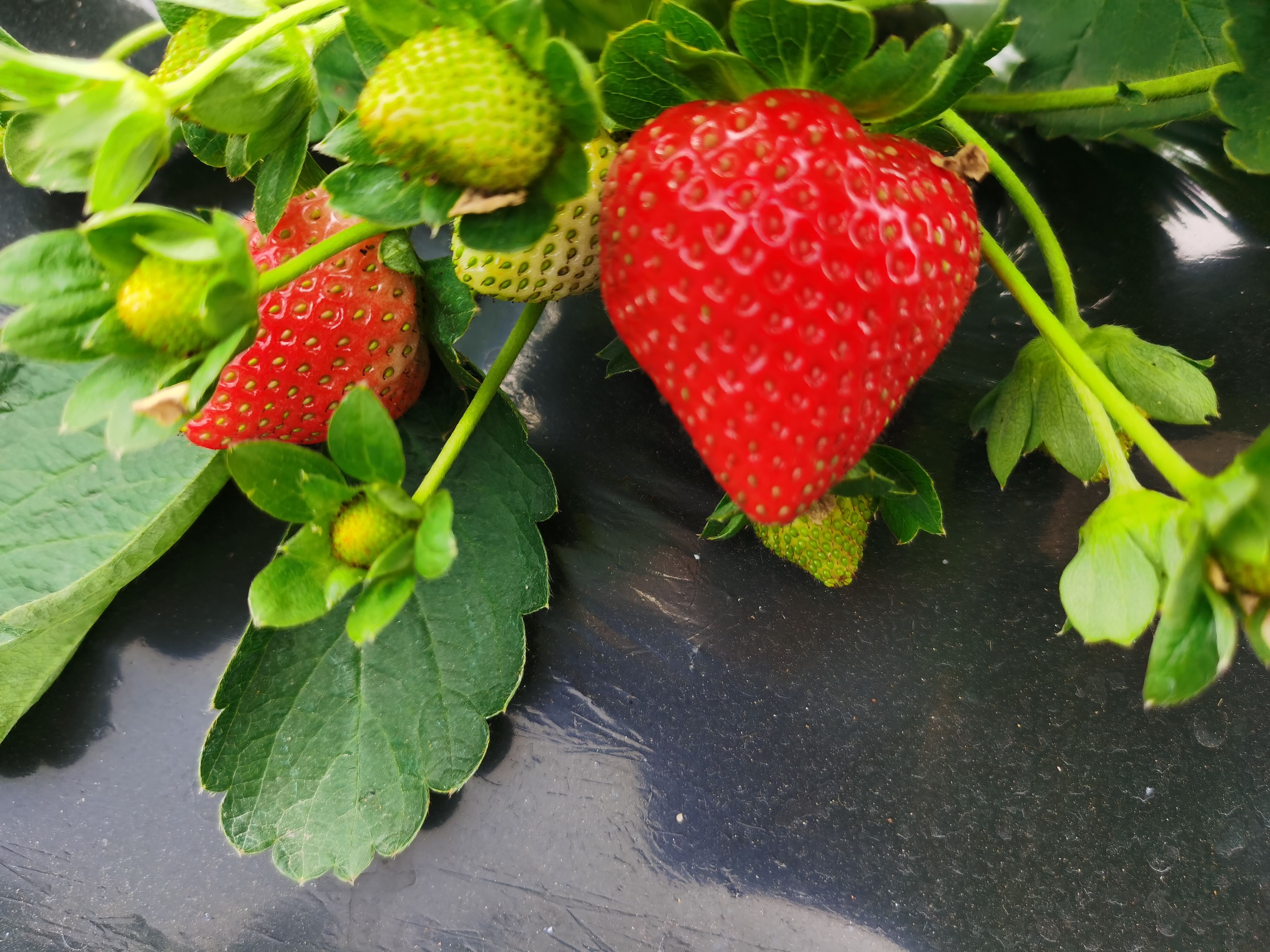 龙岩法兰帝草莓，2茬草莓即将到来，有需要的老板可以联系我！！
