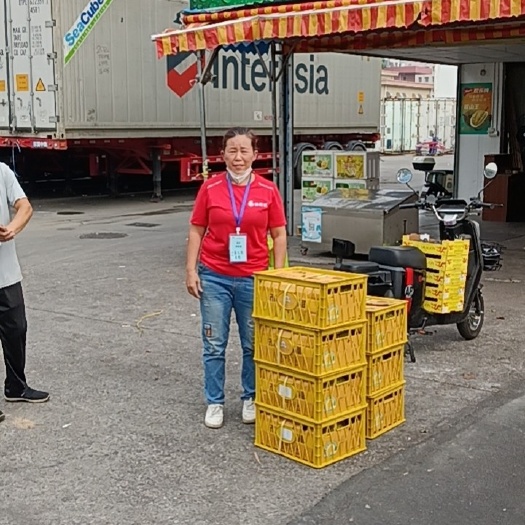 广州越南金枕  干尧榴莲 每天一车