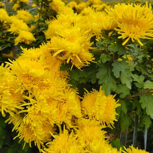 金丝皇菊