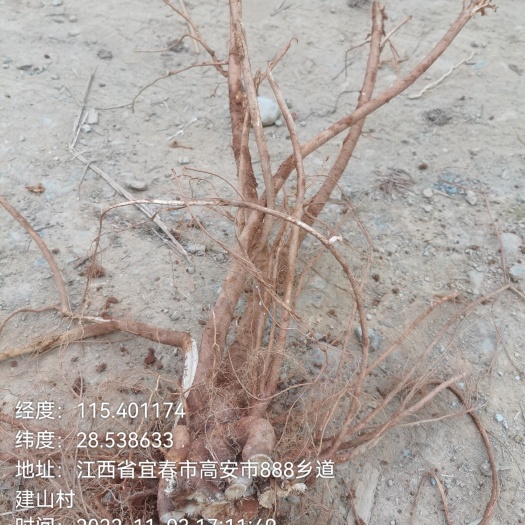 高安市五指毛桃