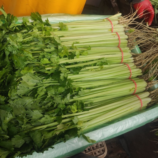阳谷县精品山芹
