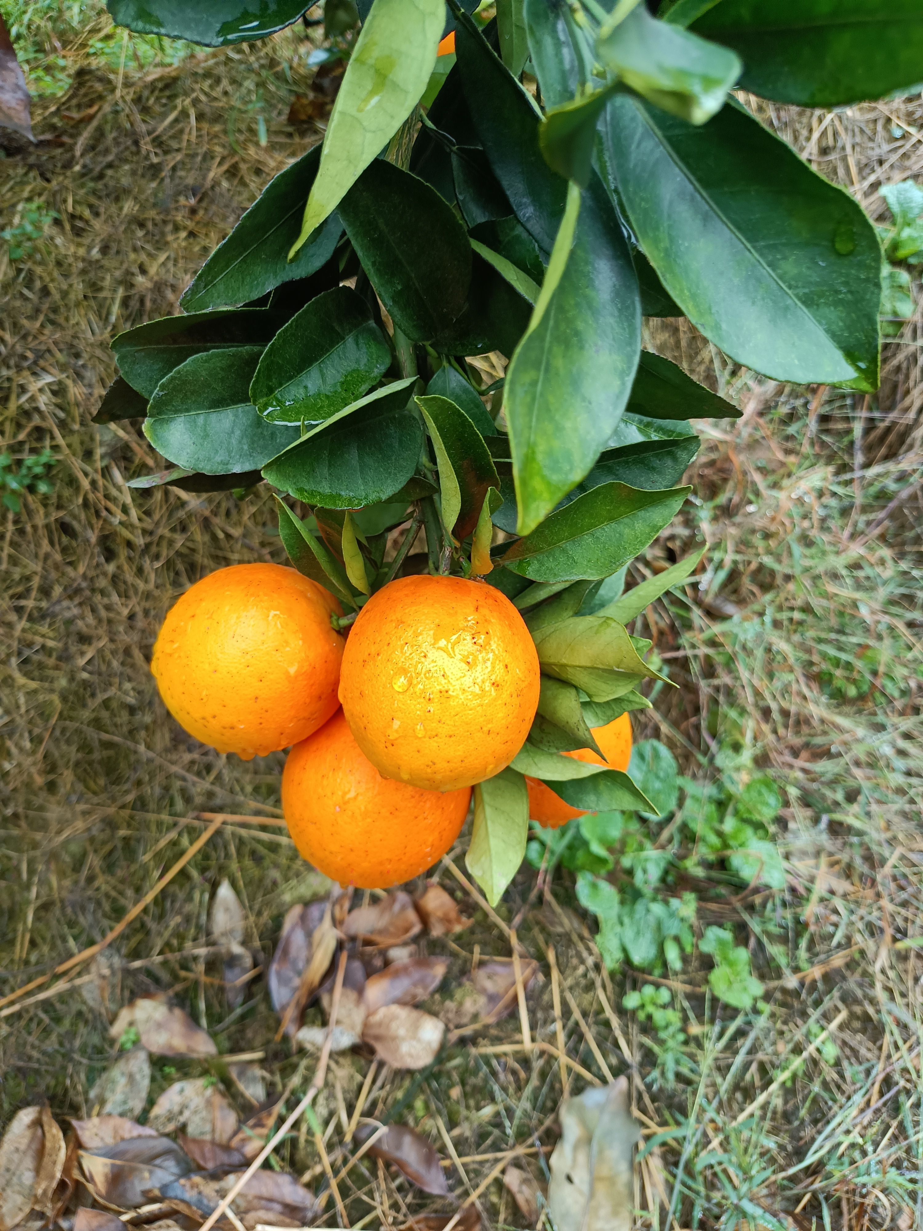 贵州高山脐橙