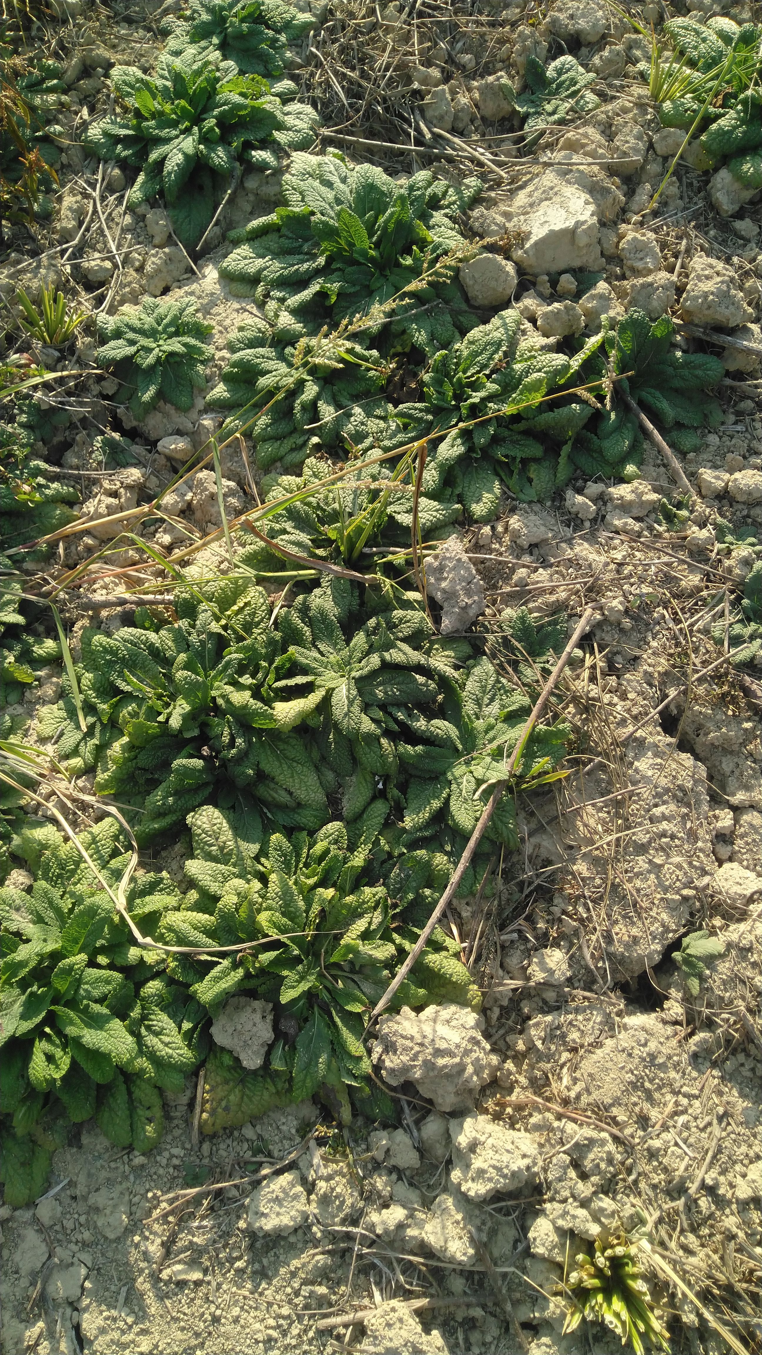 江西癞蛤蟆草 荔枝草干货 现挖嗮干中草药