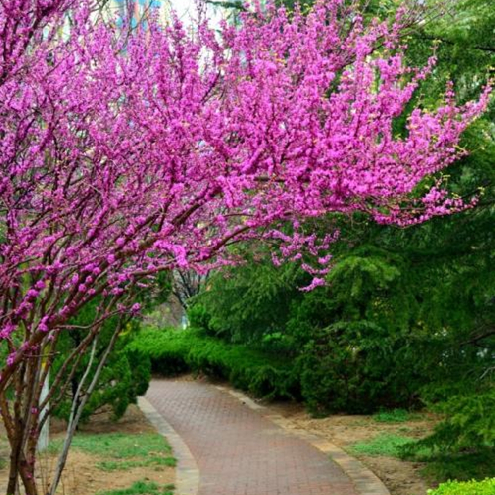 沭阳县新采紫荆种子巨紫荆种子紫荆树种子紫荆花种子  庭院花卉