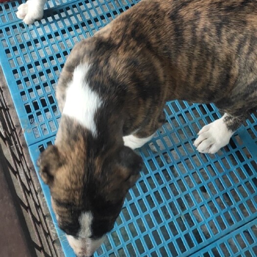嘉祥县中亚牧羊犬