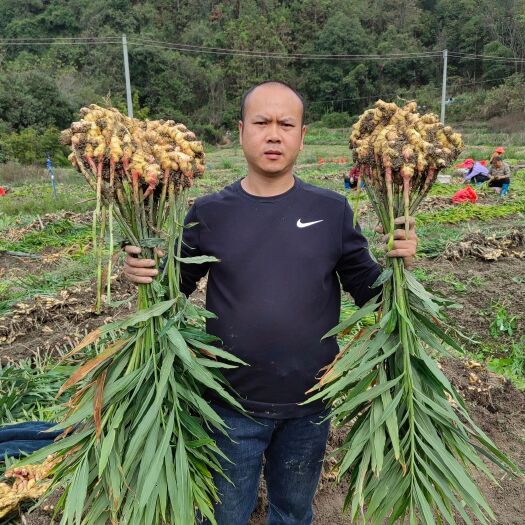 湖南高山姜的品种以小黄姜为主，是小黄姜品种中的佼佼者