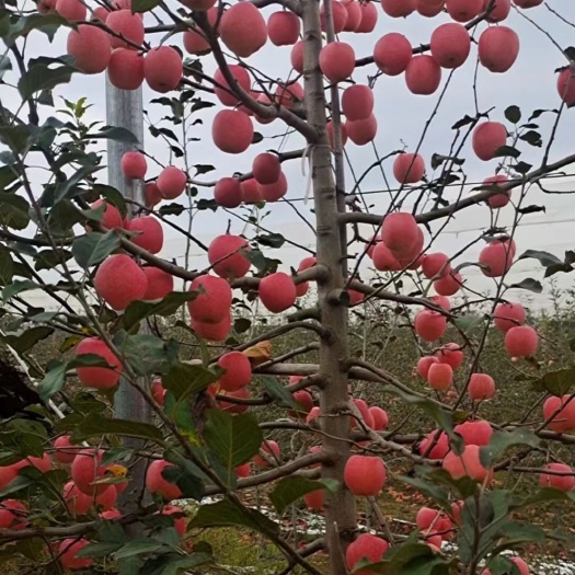 临沂苹果苗 维纳斯黄金苹果苗 众诚一号苹果苗