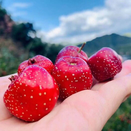 兴隆县山楂红果新鲜 特级现摘秋金星山楂 山里红糖葫芦山渣