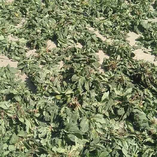 宜春江西癞蛤蟆草 荔枝草干货 现挖嗮干中草药