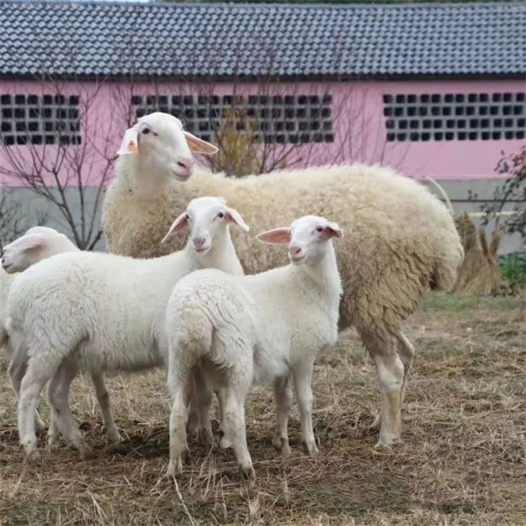 济南纯种湖羊种羊出售，有需要的联系我