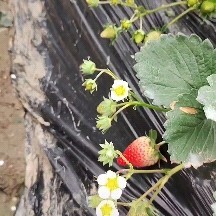 成都红颜草莓