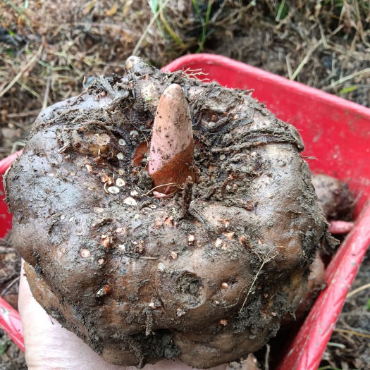 溆浦县魔芋  魔芋豆腐专用优质商品魔芋