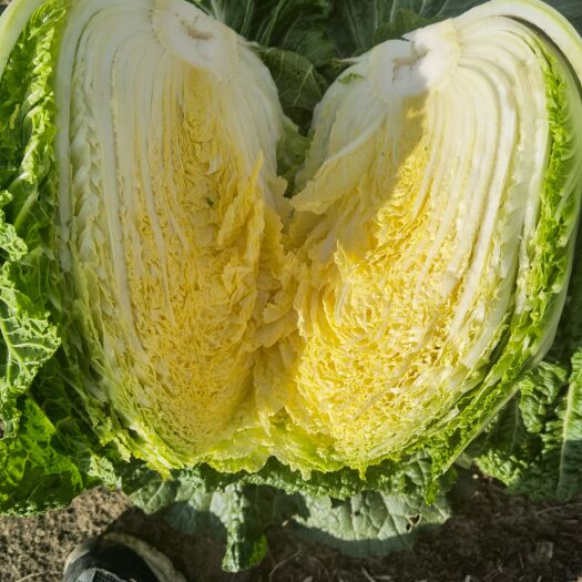 黄心大白菜 大量出售