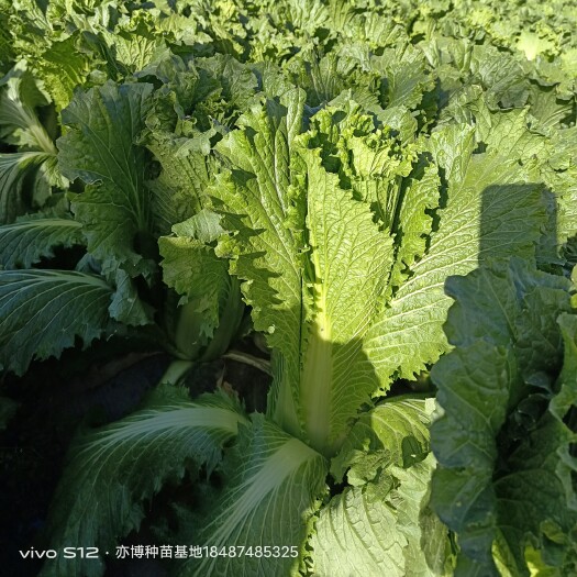 绍菜苗。优质种苗，带土发货。易成活