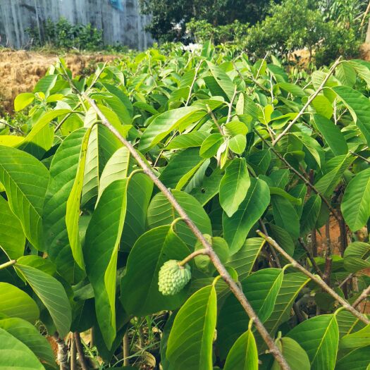 灵山县凤梨释迦果树苗、番荔枝苗凤梨释迦果带果子发货专卖大苗每颗带果