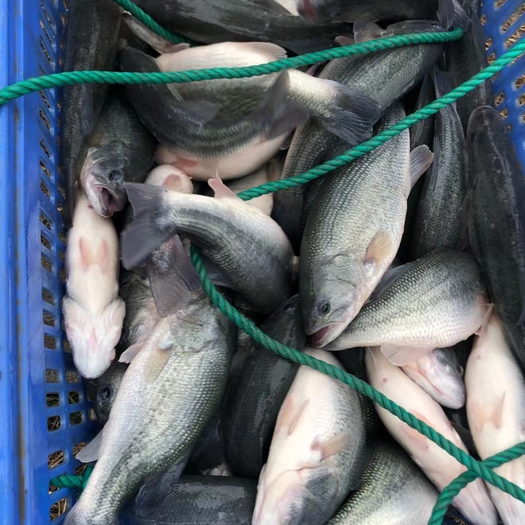 自贡加州鲈鱼