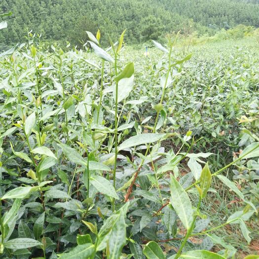 英德市茶树 茶苗 茶枝 茶叶