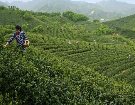 贵州都匀毛尖茶，2023新茶，嫩芽，中国十大名茶，半斤装。