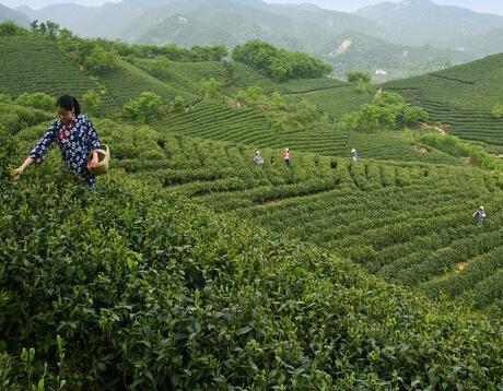 都匀市贵州都匀毛尖茶，2023新茶，嫩芽，中国十大名茶，半斤装。