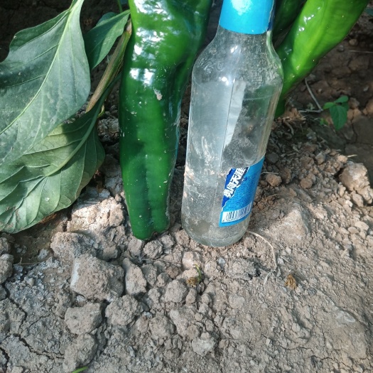 虞城县薄皮椒
