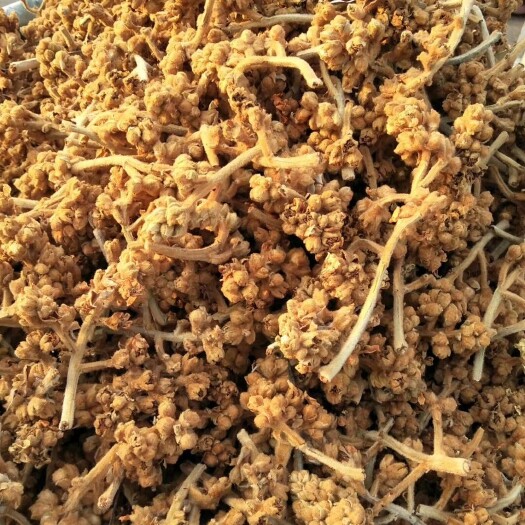 梅州枇杷花 批发 枇杷花蕾 琵批发枇杷花1斤