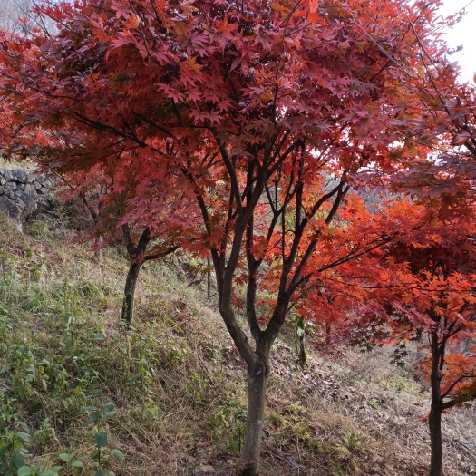 余姚市12公分红枫