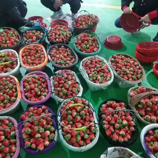长丰县红颜草莓汁水充足，口感香甜。欢迎老板们前来采购。