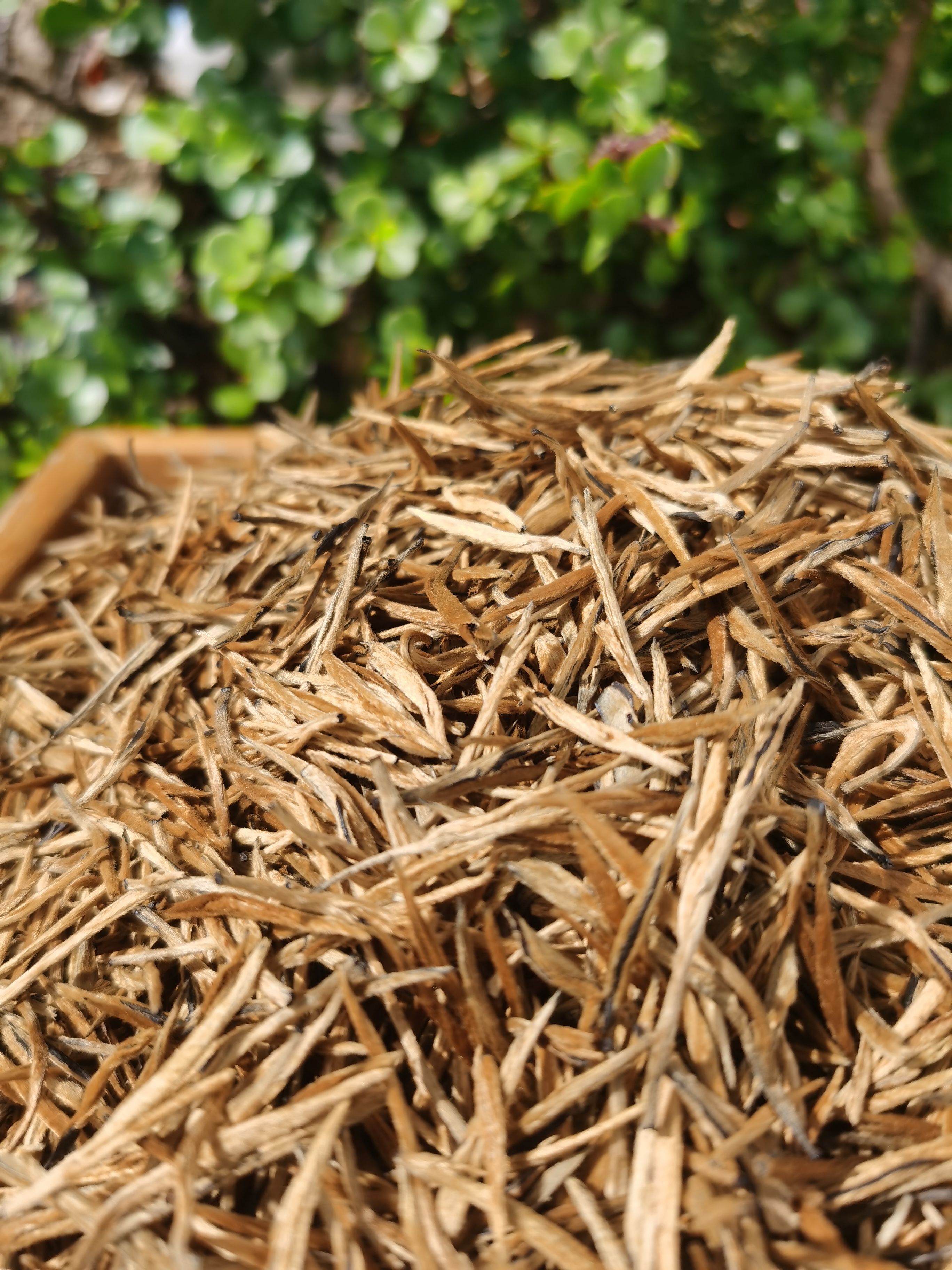 滇红茶蜜香小金针 单芽红茶 蜜香金针红茶