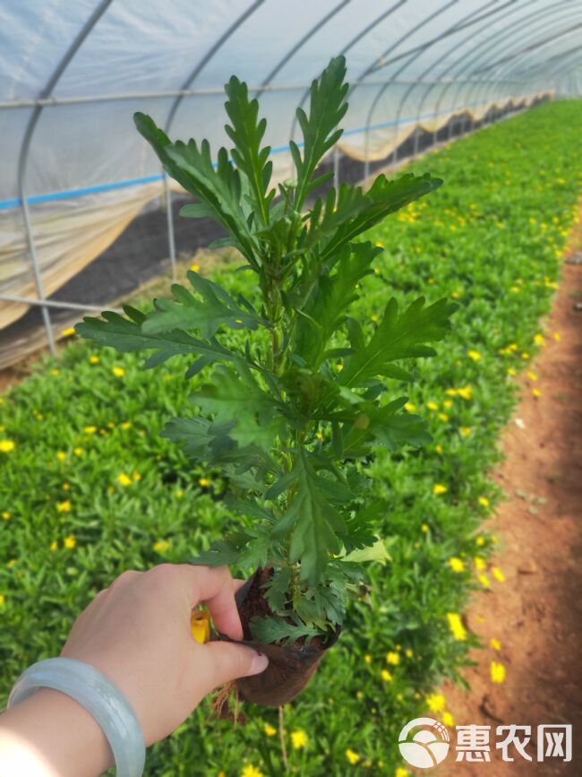 木春菊  云南木春菊一手货源  木春菊种植销售