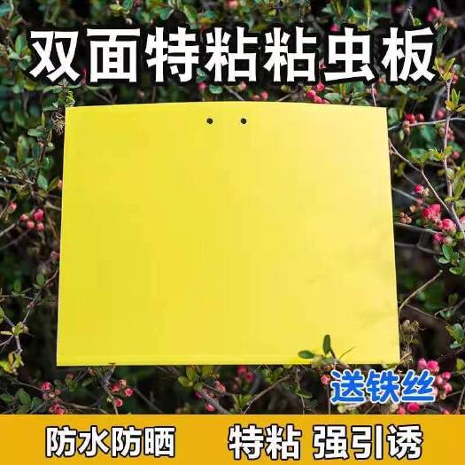 上海粘虫板双面黄板飞虫诱虫板蓟马蓝板家用庭诱虫扳