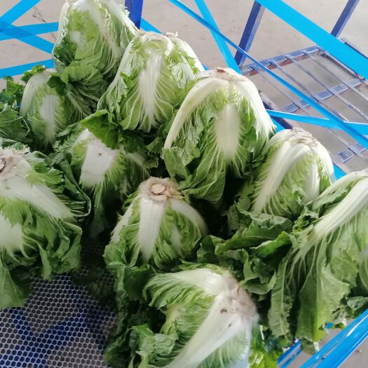 通许县大白菜