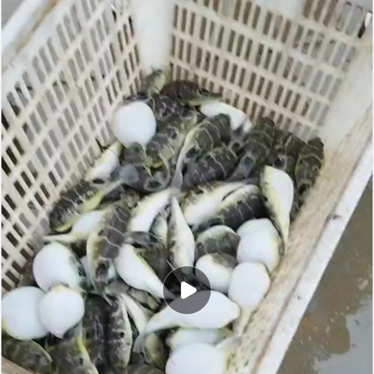 宿迁河豚4000斤