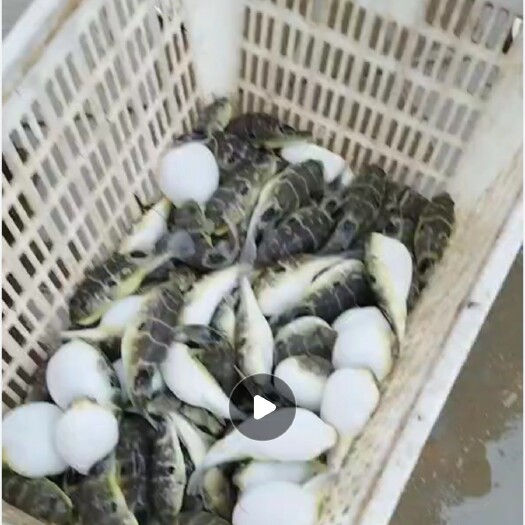 宿迁河豚4000斤