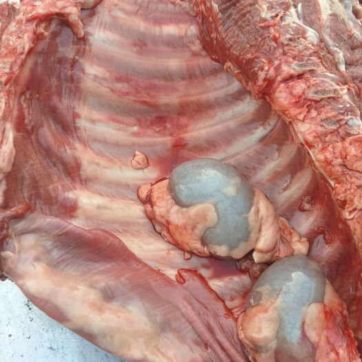 岑溪市每日生鲜羊肉，欢迎来购买