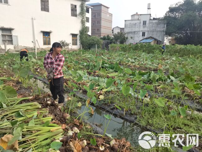 香芋  全年供应荔浦芋头，超市，酒店，保质保量，一件代发