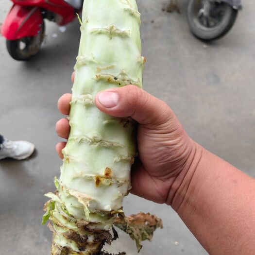 涡阳县红叶莴笋