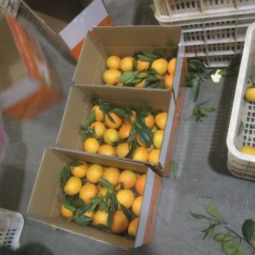 安远县正宗赣南脐橙，不打蜡不催熟，新鲜汁多