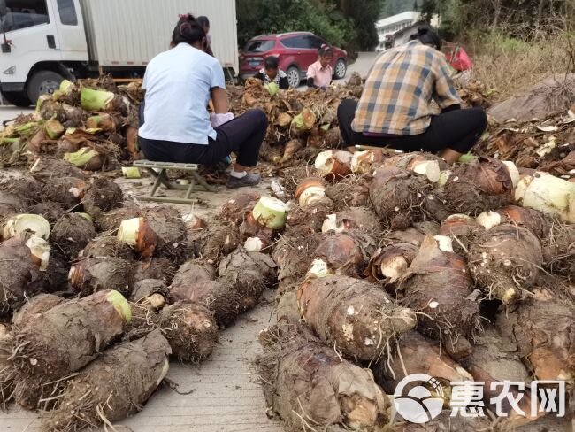 香芋  全年供应荔浦芋头，超市，酒店，保质保量，一件代发