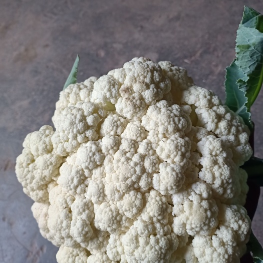 钟山县白花菜精品大小适中