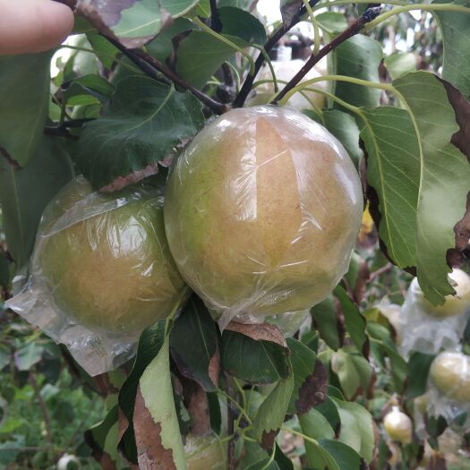 夏县山西玉露香梨