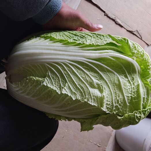 蒙城县黄心大白菜