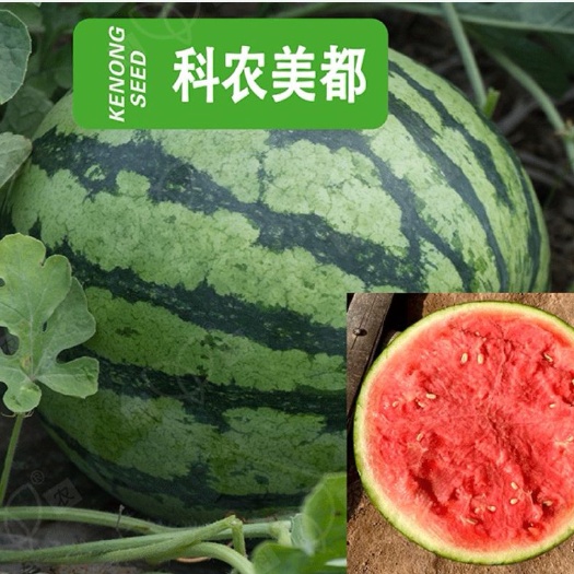全绿美都西瓜种子  科农美都西瓜种子 质量取胜